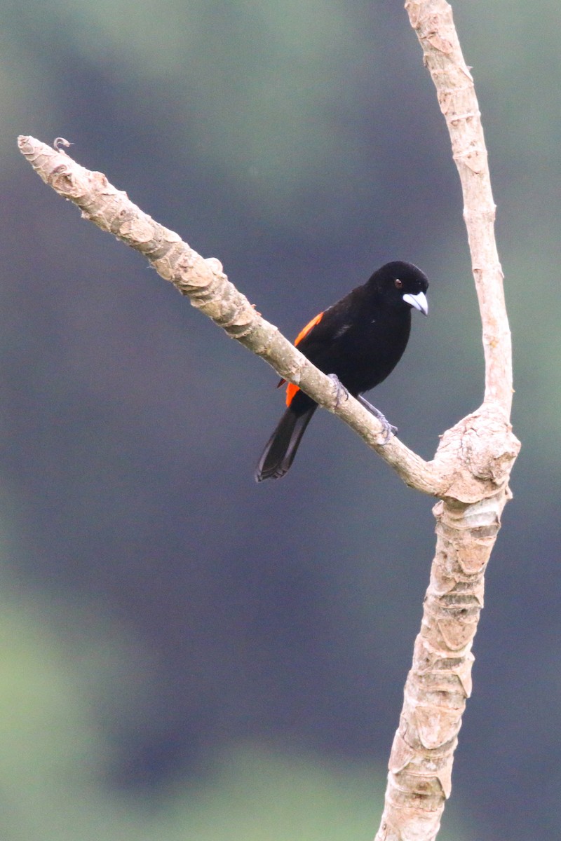 Scarlet-rumped Tanager - Devin Griffiths