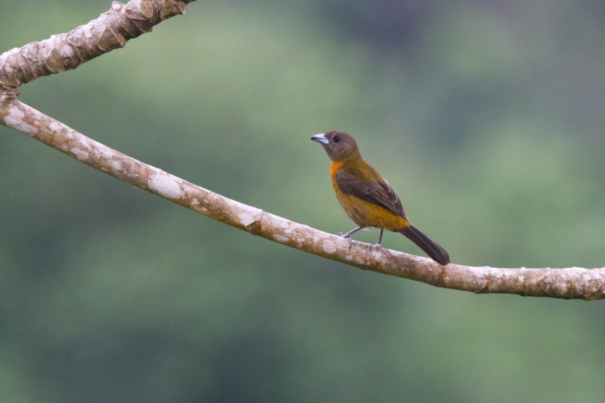 Scarlet-rumped Tanager - ML437264701