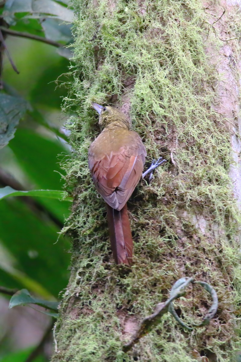 Spotted Woodcreeper - Devin Griffiths