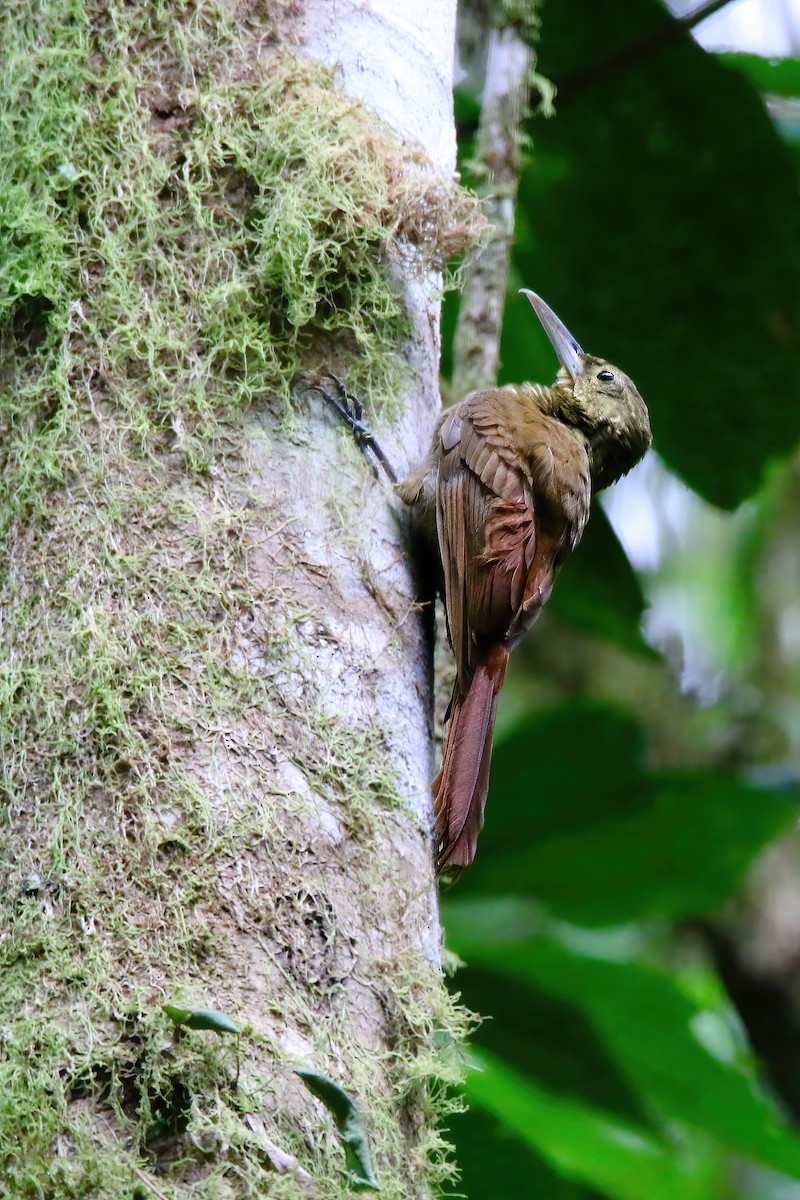 Spotted Woodcreeper - ML437265761