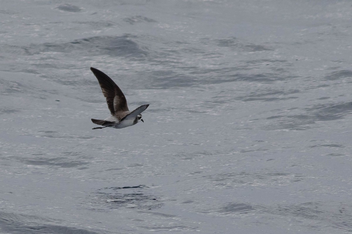 White-faced Storm-Petrel - ML437266951