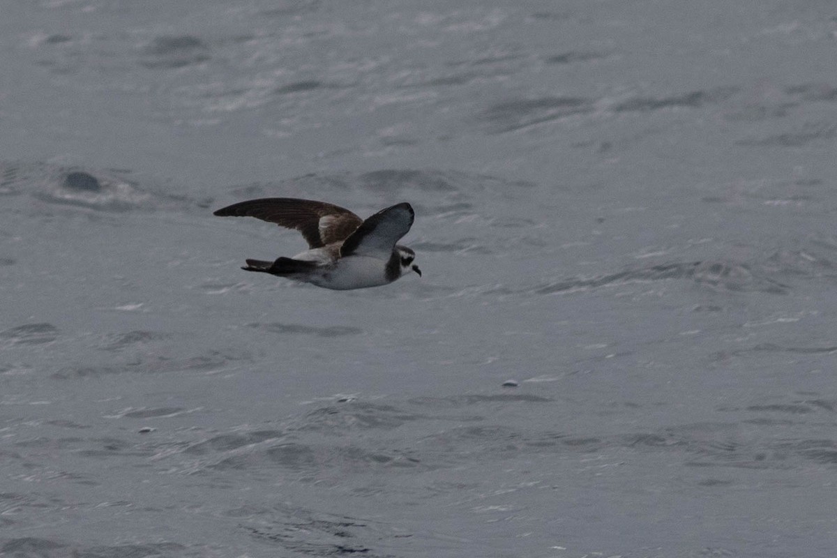 White-faced Storm-Petrel - ML437266981