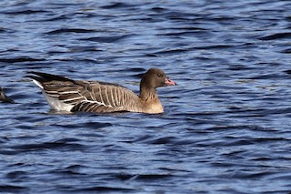 Pink-footed Goose, ML437267171