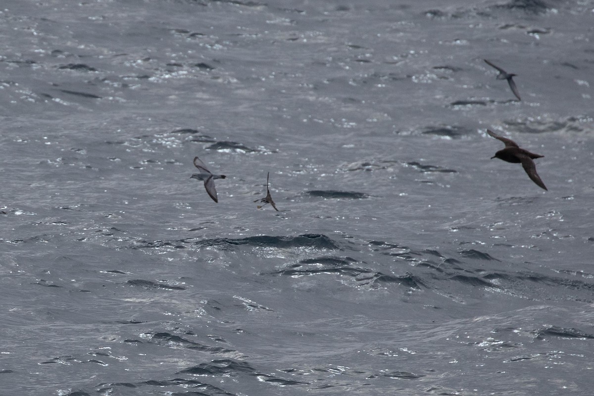 White-faced Storm-Petrel - ML437267181