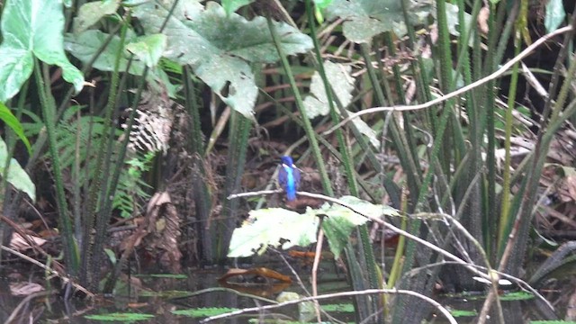Shining-blue Kingfisher - ML437272531