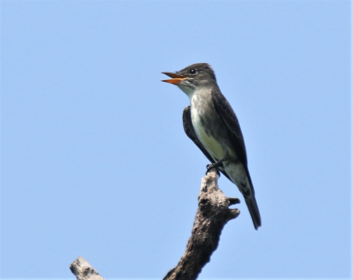 Olive-sided Flycatcher - Josue  de León Lux (Birding Guide) josuedeleonlux@gmail.com +502 3068 8988