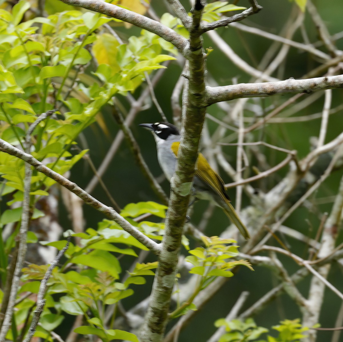Black-crowned Palm-Tanager - ML437275691