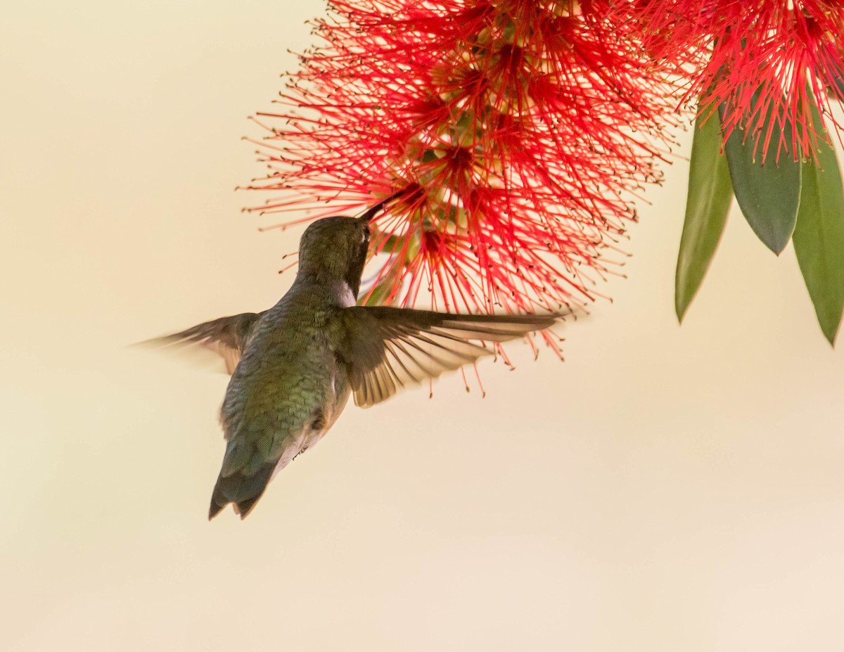 Black-chinned Hummingbird - ML437276861