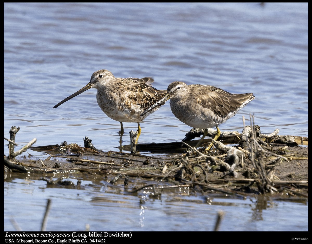 Long-billed Dowitcher - ML437282671
