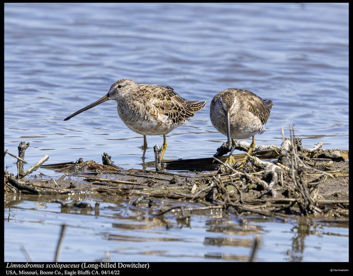 Long-billed Dowitcher - ML437282681