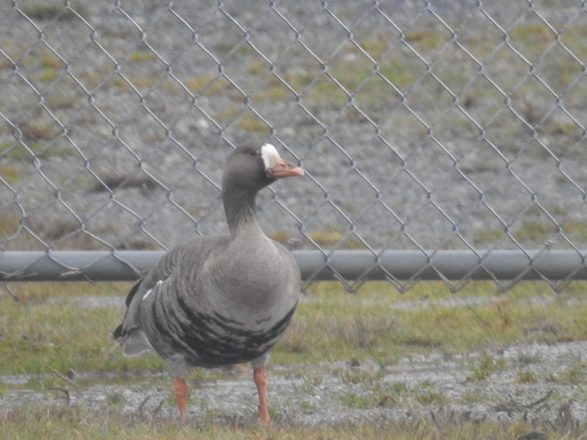 Greater White-fronted Goose - ML43728811