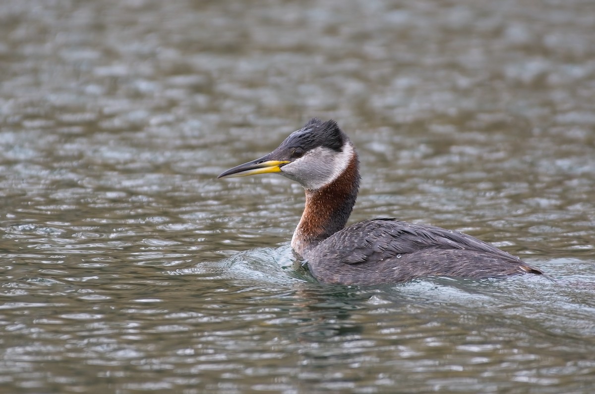 Red-necked Grebe - ML437292031