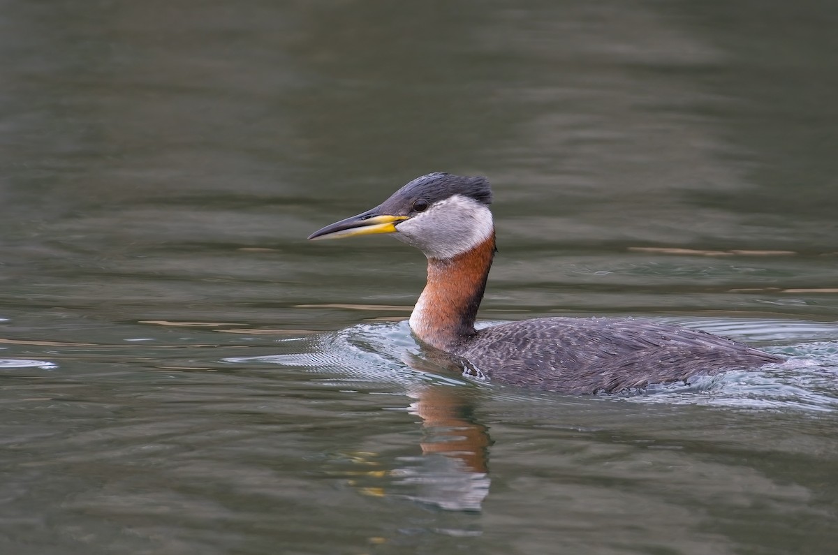Red-necked Grebe - ML437292061