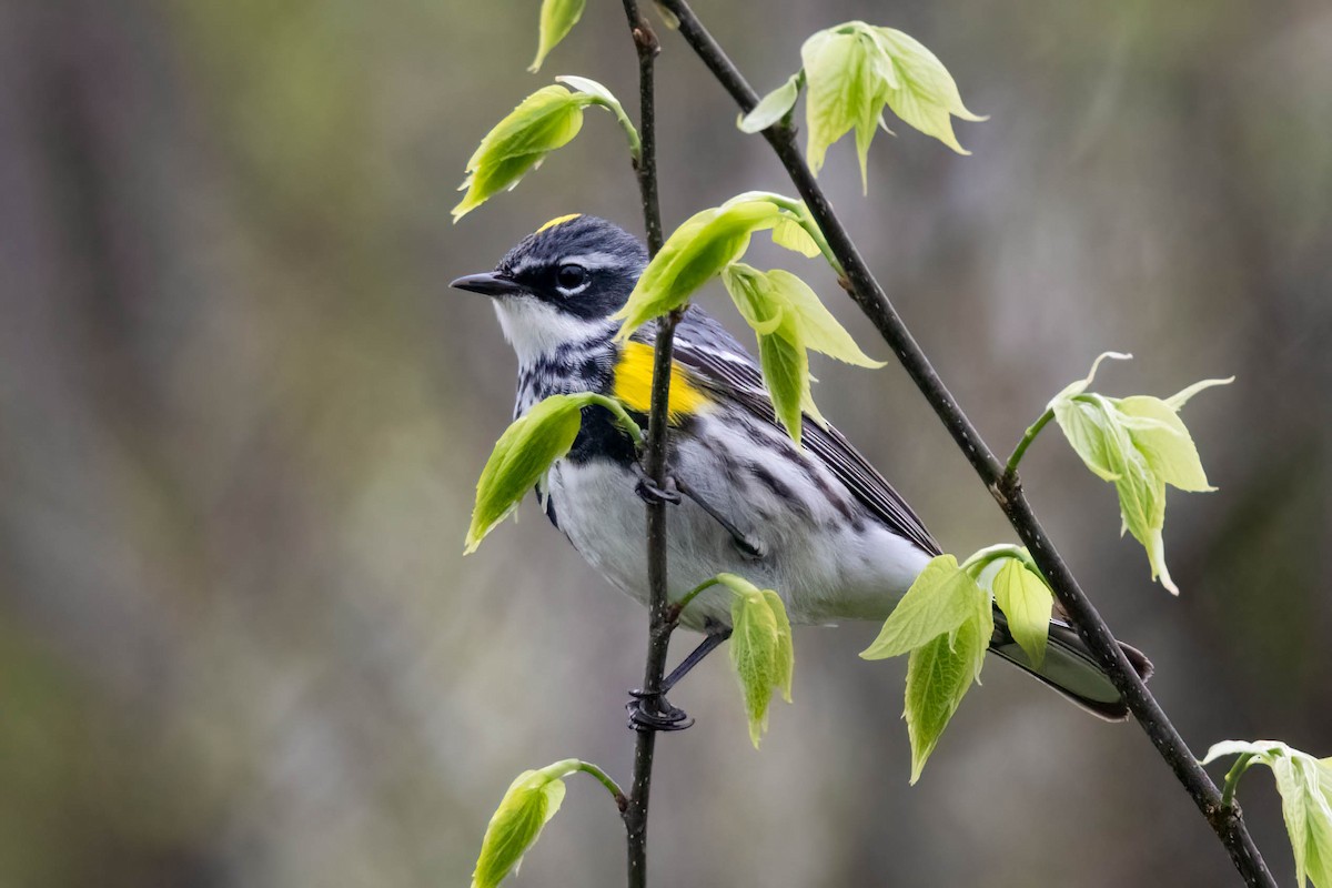 Yellow-rumped Warbler (Myrtle) - James Davis
