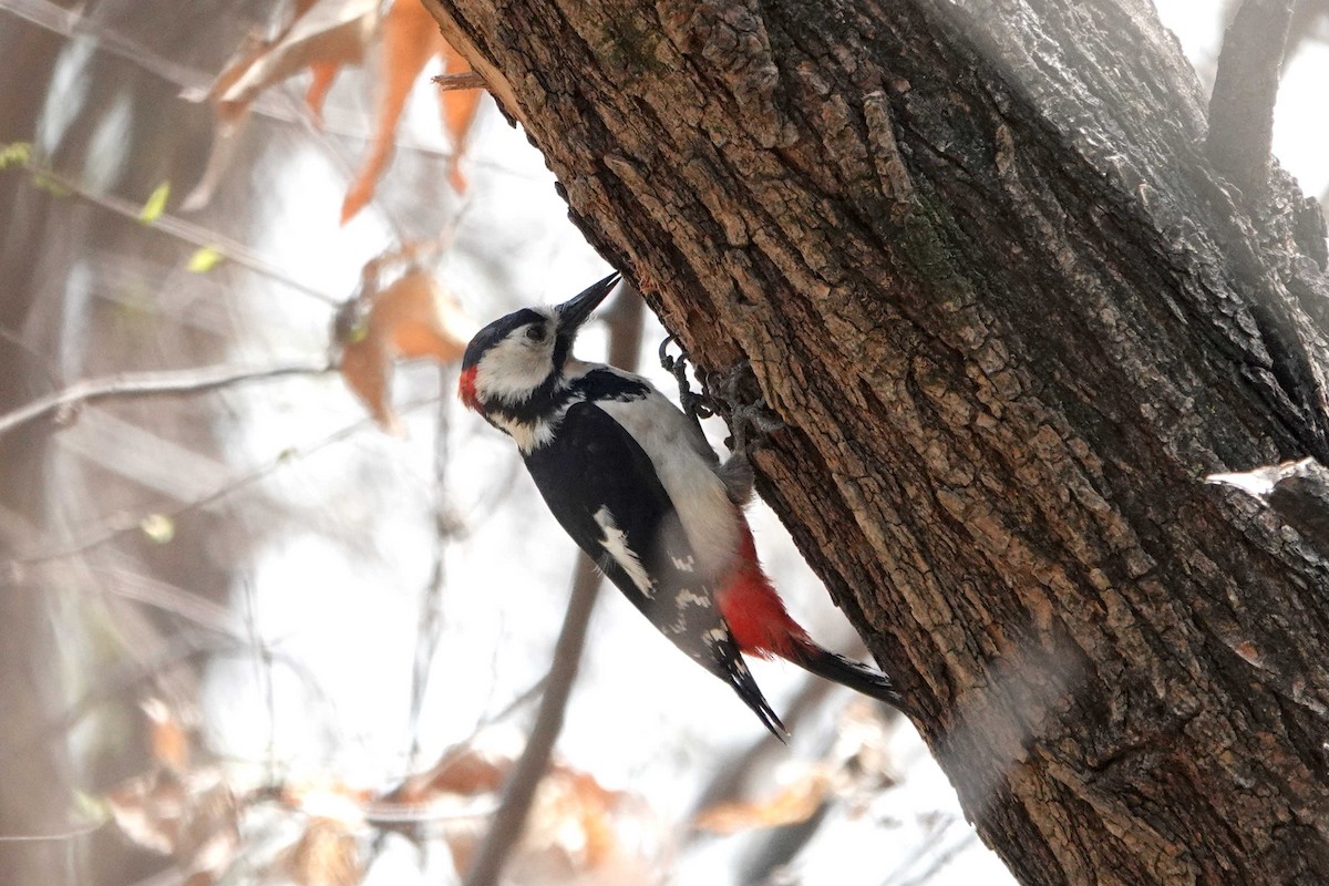 Great Spotted Woodpecker - ML437299121