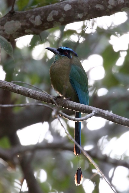 Lesson's Motmot at Crystal Paradise Resort by Dave Beeke