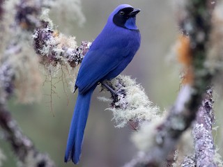  - Black-collared Jay