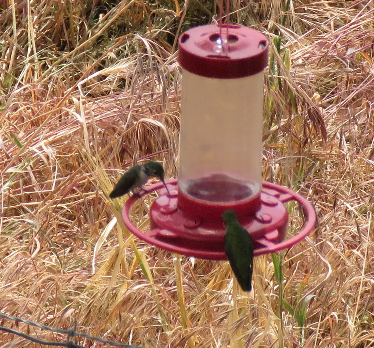 Calliope Hummingbird - ML437331861