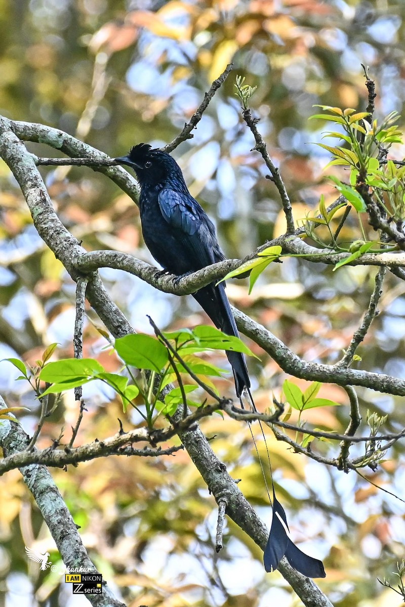 Greater Racket-tailed Drongo - ML437335981