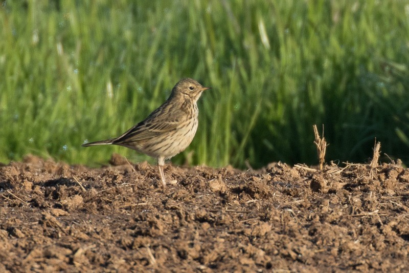 Meadow Pipit - ML43734231
