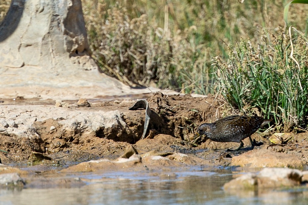 Spotted Crake - ML437344321