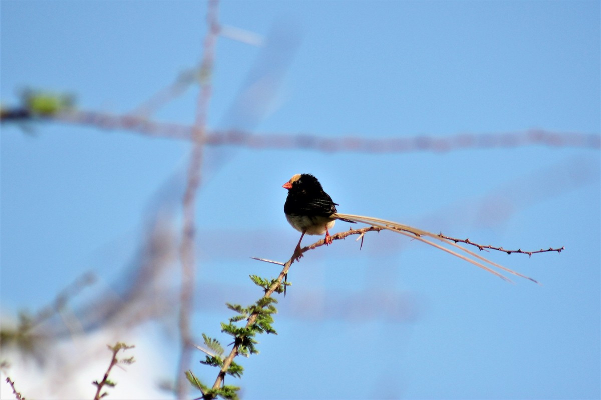 Straw-tailed Whydah - ML437351961