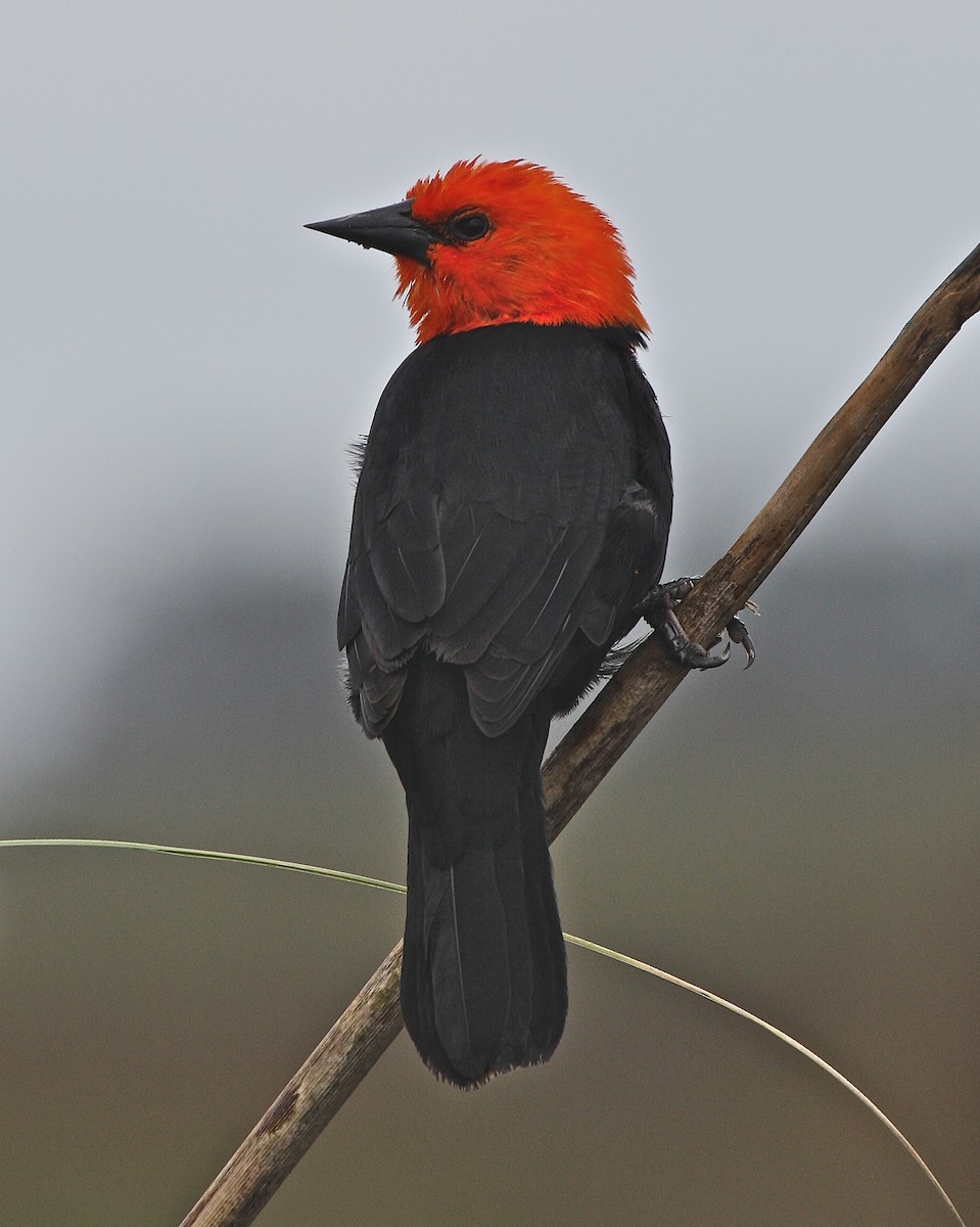 Scarlet-headed Blackbird - ML437355961