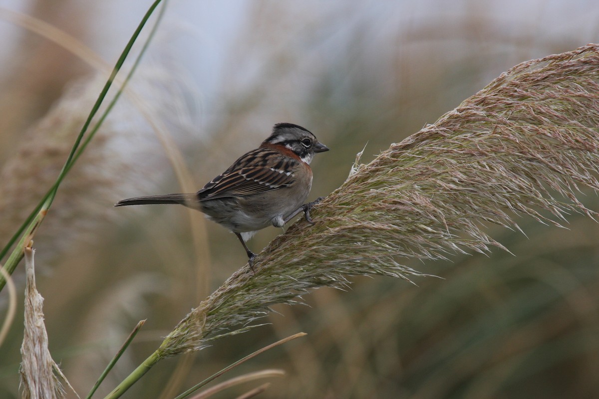 Rufous-collared Sparrow - ML437356101