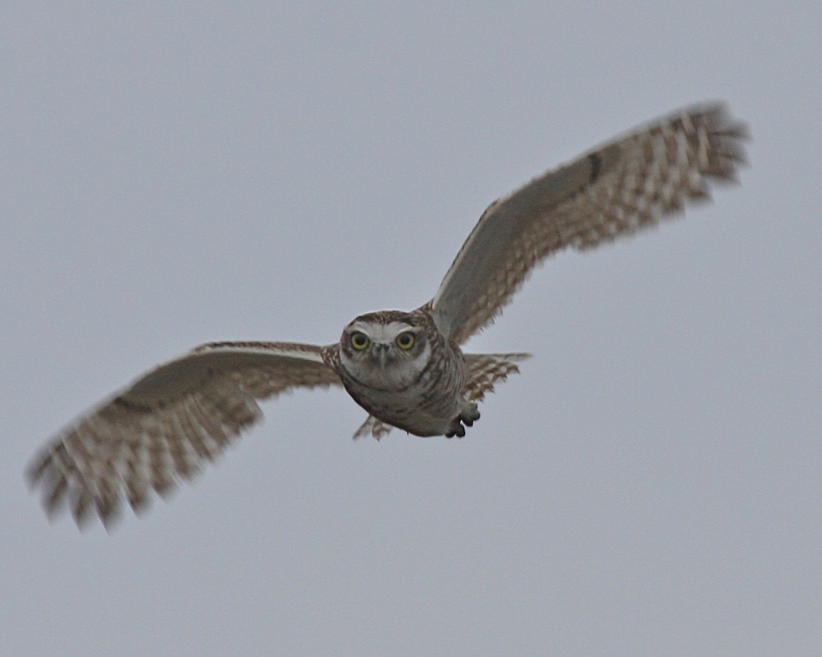 Burrowing Owl - ML437356151