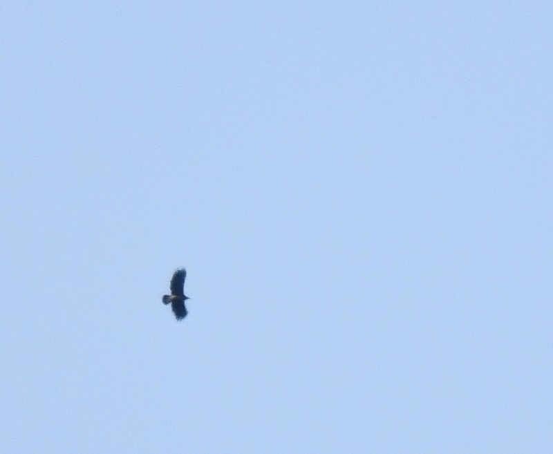 Lesser Spotted Eagle - ML437357491