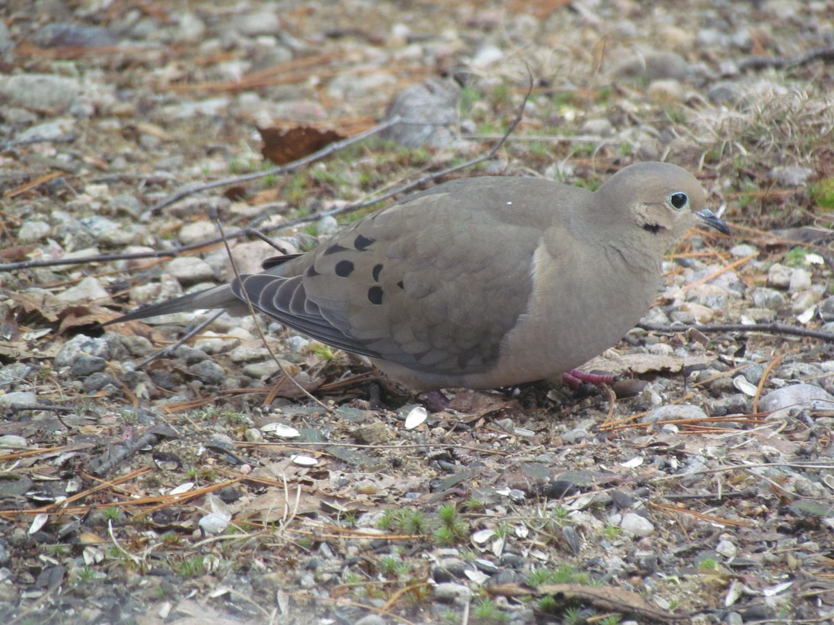 Mourning Dove - Michel Turcot