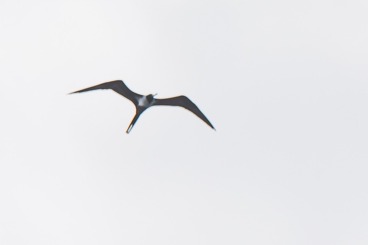 Lesser Frigatebird - ML437359741