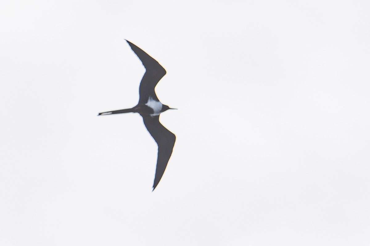 Lesser Frigatebird - ML437359751