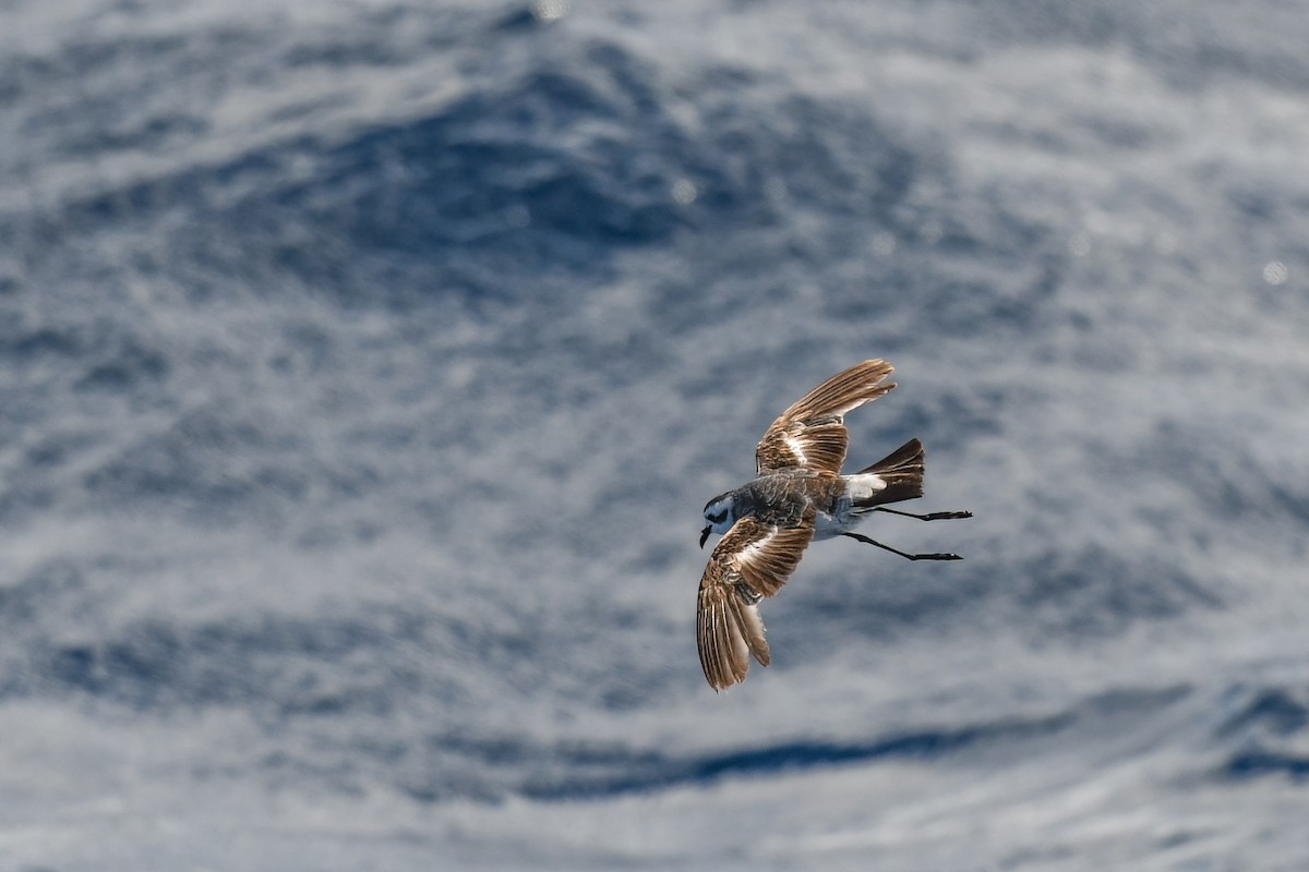 White-faced Storm-Petrel - ML437360441