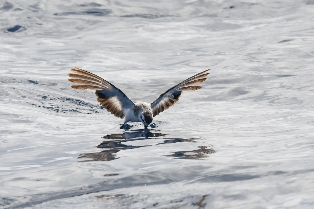 White-faced Storm-Petrel - ML437360471