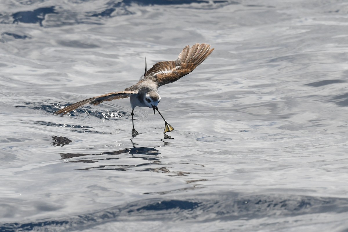 White-faced Storm-Petrel - ML437360511