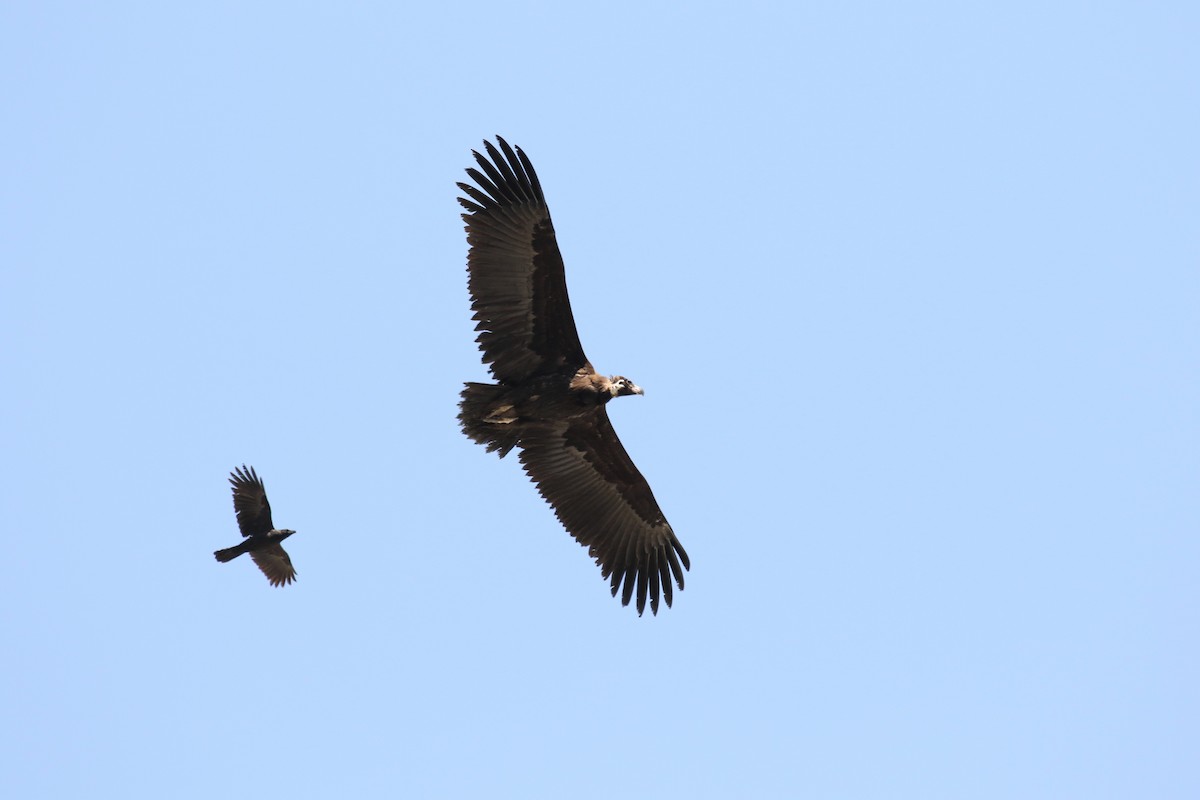 Cinereous Vulture - ML437369411