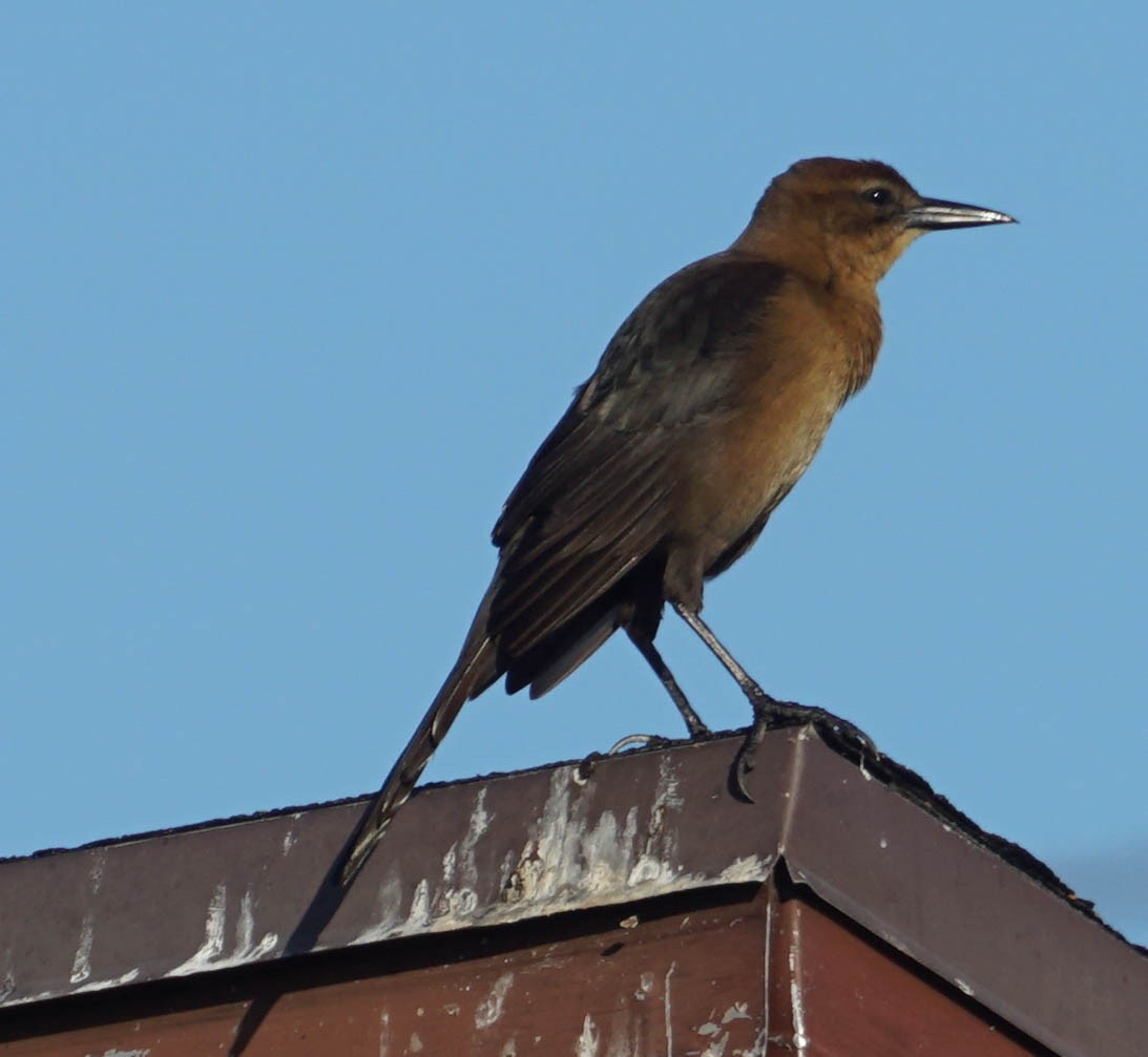 Boat-tailed Grackle - ML43737141