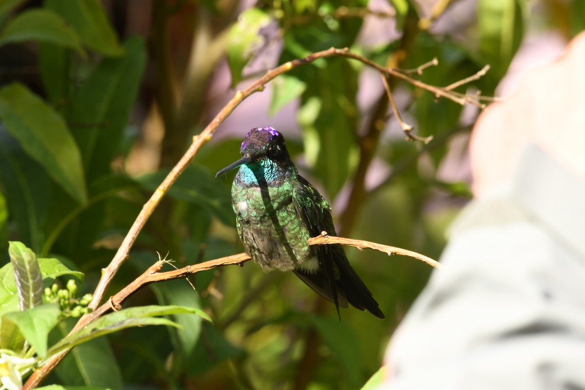 Talamanca Hummingbird - ML43737341