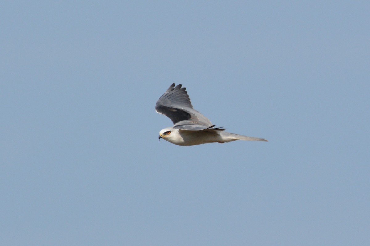 White-tailed Kite - ML43737401