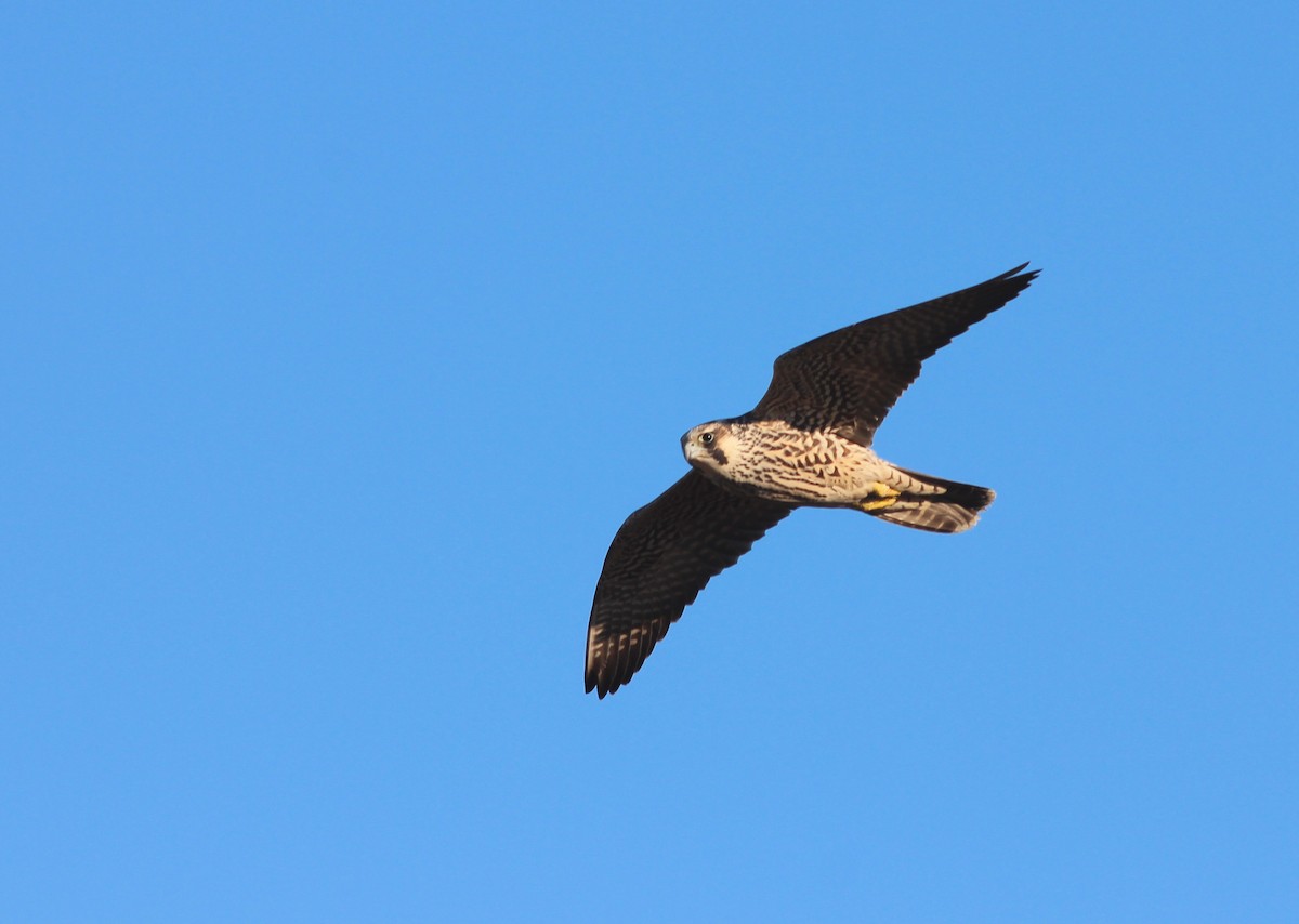 Peregrine Falcon (Tundra) - ML43737451
