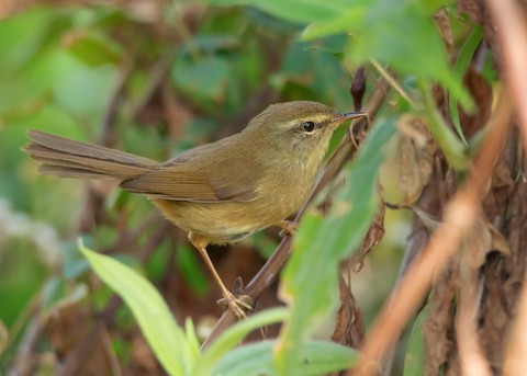 Brown-flanked Bush Warbler, Animal Database