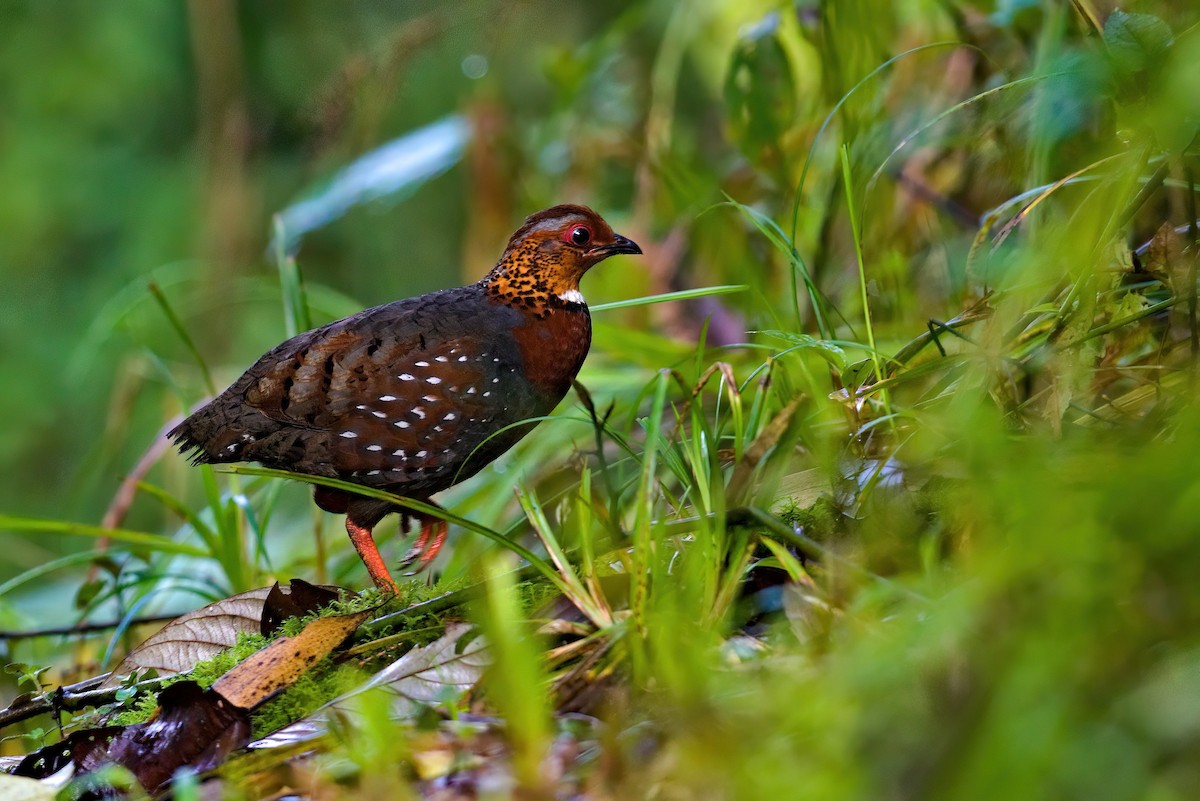 Chestnut-breasted Partridge - ML437388841