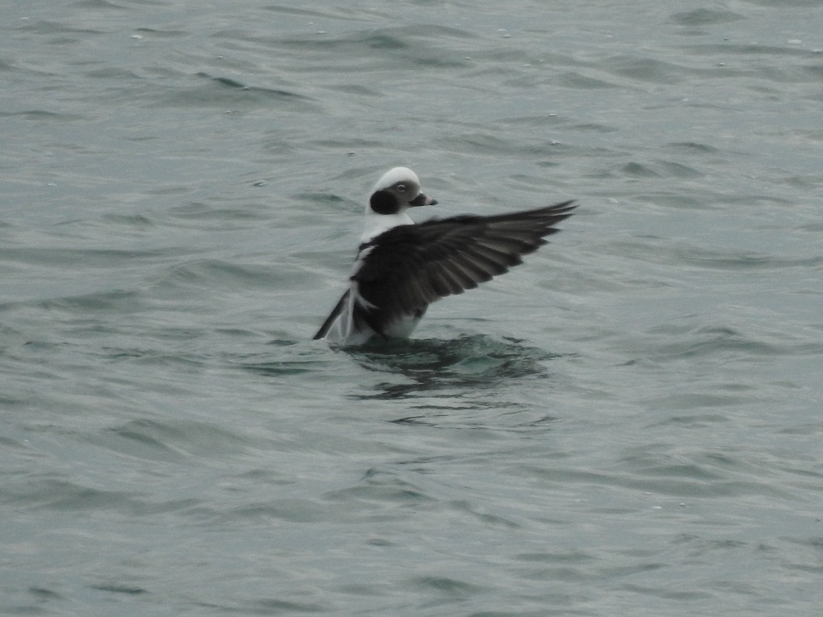 Long-tailed Duck - ML43740461