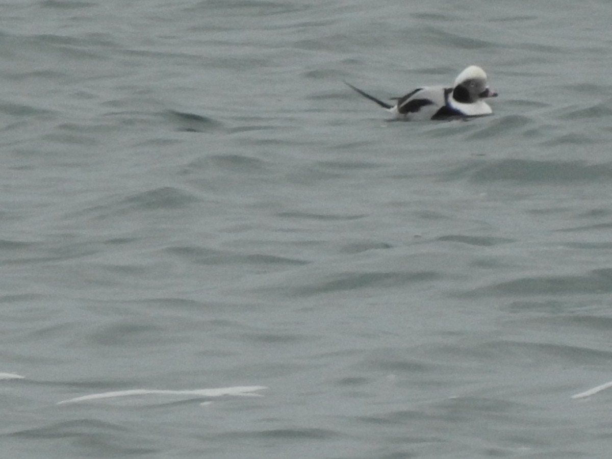 Long-tailed Duck - ML43740471