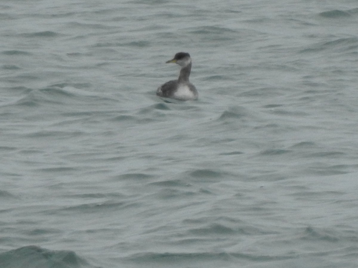 Red-necked Grebe - ML43741521