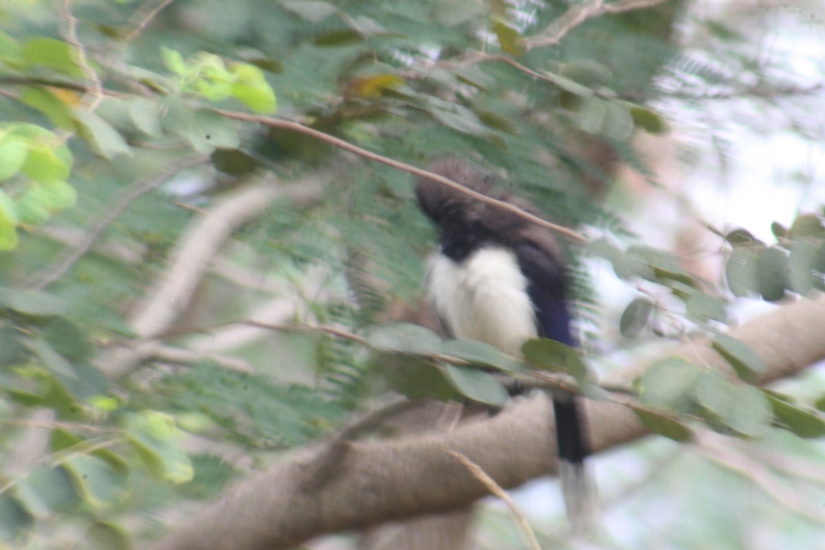 Magpie Tanager - ML437419851