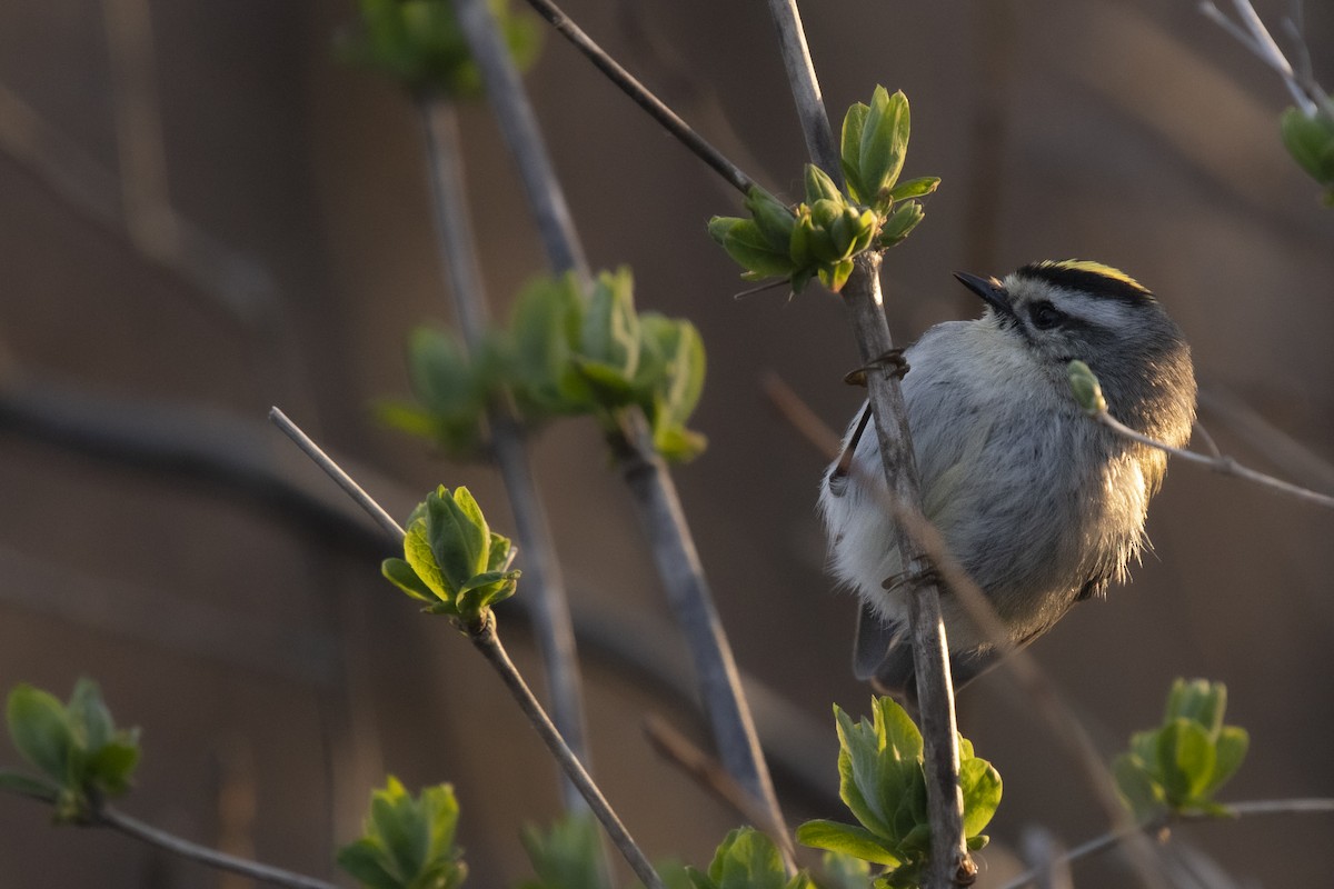 Golden-crowned Kinglet - Reed Robinson