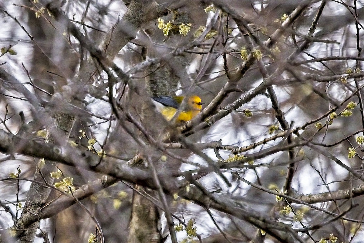 Prothonotary Warbler - ML437421841