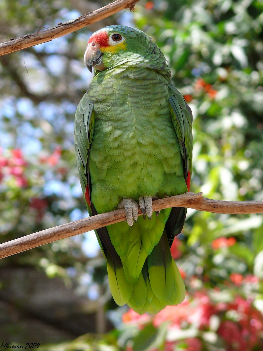 Red-lored Parrot - Micheline Bisson